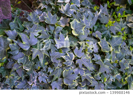 Close-up texture background of common ivy leaves Close-up texture background of common ivy leaves 139988146