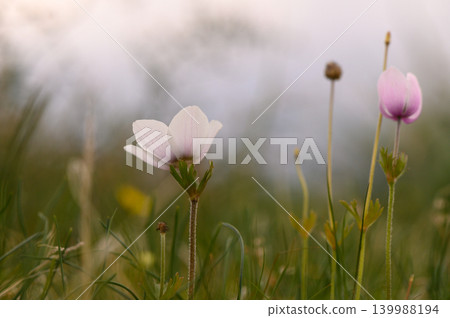 Delicate wildflowers bloom gently under the soft glow of early morning light Delicate wildflowers bloom gently under the soft glow of early morning light 139988194