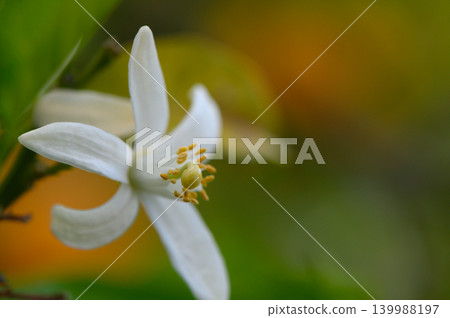 Delicate white flower blooms amidst vibrant green foliage in a sunlit garden during spring Delicate white flower blooms amidst vibrant green foliage in a sunlit garden during spring 139988197