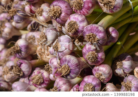 Harvested garlic bulbs showcasing vibrant colors and textures in a fresh market setting during a sunny afternoon Harvested garlic bulbs showcasing vibrant colors and textures in a fresh market setting during a sunny afternoon 139988198