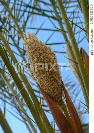 Golden blooms sway gently in the afternoon breeze under bright blue sky, amidst slender green stalks Golden blooms sway gently in the afternoon breeze under bright blue sky, amidst slender green stalks 139988199