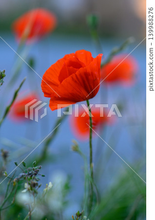 Vivid poppies bloom gracefully by the serene lake, showcasing nature's beauty in vibrant red tones during a warm spring afternoon Vivid poppies bloom gracefully by the serene lake, showcasing nature's beauty in vibrant red tones during a warm spring afternoon 139988276