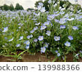 Nemophila flower field 139988366