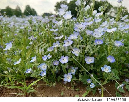Nemophila flower field 139988366
