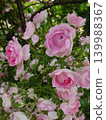 Pink rose 139988367