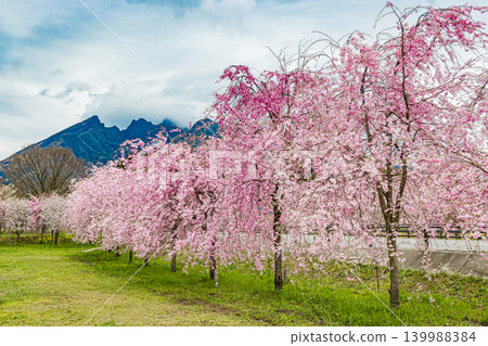 Kumamoto, Aso, Takamori, Sakuramichi 139988384