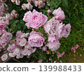 Pink rose 139988433