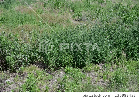 Vacant land, wasteland, weeds, land, vacant lot Vacant land, wasteland, weeds, land, vacant lot 139988455