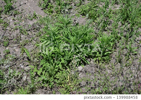 Vacant land, wasteland, weeds, land, vacant lot Vacant land, wasteland, weeds, land, vacant lot 139988458