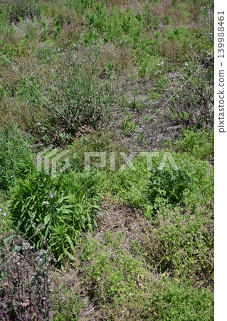 Vacant land, wasteland, weeds, land, vacant lot Vacant land, wasteland, weeds, land, vacant lot 139988461