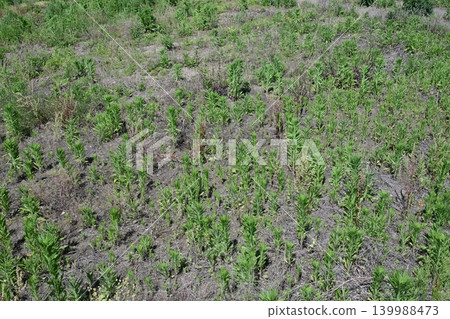 Vacant land, wasteland, weeds, land, vacant lot Vacant land, wasteland, weeds, land, vacant lot 139988473