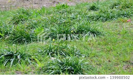 Vacant land, wasteland, weeds, land, vacant lot 139988502