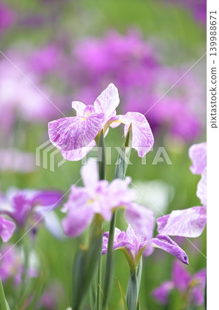 Japanese iris Japanese iris 139988671