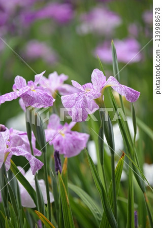 Japanese iris 139988678