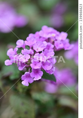 Lantana (Trailing lantana) Lantana (Trailing lantana) 139988823