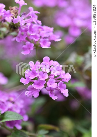 Lantana (Trailing lantana) Lantana (Trailing lantana) 139988824