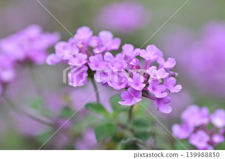 Lantana (Trailing lantana) Lantana (Trailing lantana) 139988850