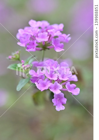Lantana (Trailing lantana) Lantana (Trailing lantana) 139988851