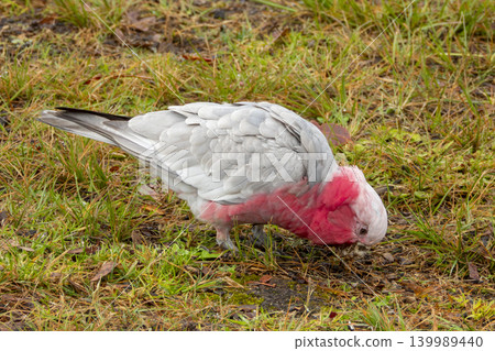 A Galah cockatoo bird searching for food in a grassy field in the Blue Mountains A Galah cockatoo bird searching for food in a grassy field in the Blue Mountains 139989440