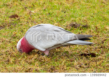 A Galah cockatoo bird searching for food in a grassy field in the Blue Mountains A Galah cockatoo bird searching for food in a grassy field in the Blue Mountains 139989442