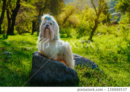 Shih tzu dog standing on stone in a summer grove 139989537