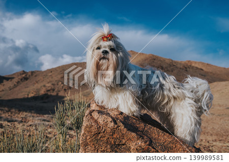 Shih tzu dog standing on stone on mountains background 139989581