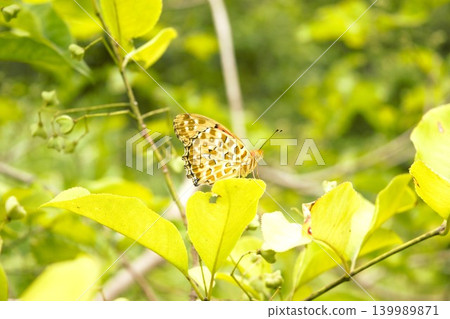 A male Common Leopard butterfly seen in a garden in Tokyo. A male Common Leopard butterfly seen in a garden in Tokyo. 139989871
