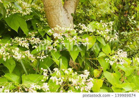 Clerodendrum flowers found in nature parks 139989874