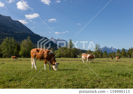 Bavarian Cows Grazing In Alpine Meadow Landscape Bavarian Cows Grazing In Alpine Meadow Landscape 139990113