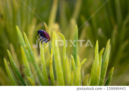 Macro shot of a small red and black beetle perched on a vibrant green plant stem 139990441