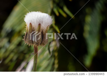 Close-up of a dandelion bud with white fluffy seeds beginning to emerge 139990443