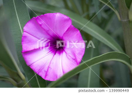 Vibrant pink morning glory flower with deep purple center blooming amongst green leaves Vibrant pink morning glory flower with deep purple center blooming amongst green leaves 139990449