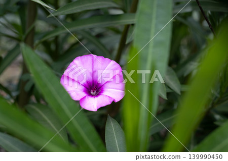 Delicate purple morning glory flower blooming amidst lush green foliage Delicate purple morning glory flower blooming amidst lush green foliage 139990450