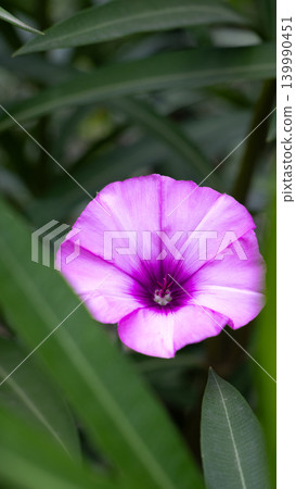 Vibrant purple morning glory flower blooming amidst lush green foliage Vibrant purple morning glory flower blooming amidst lush green foliage 139990451
