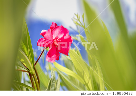 Vibrant pink oleander flower blooms against a bright blue sky with soft green foliage Vibrant pink oleander flower blooms against a bright blue sky with soft green foliage 139990452