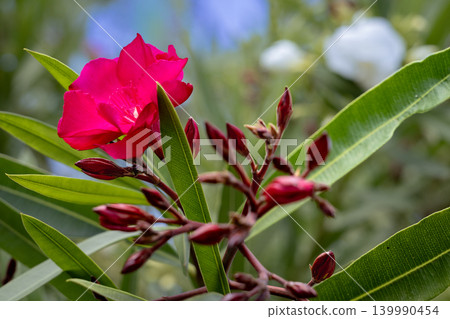 Vibrant pink oleander flower blooming with dark red buds and green leaves 139990454