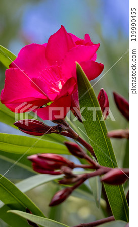 Vibrant pink oleander flower blooming with dark red buds and green leaves Vibrant pink oleander flower blooming with dark red buds and green leaves 139990455