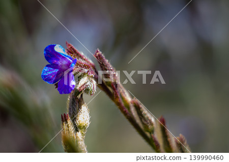 Vibrant blue flower with delicate petals blooming on a fuzzy stem in soft light Vibrant blue flower with delicate petals blooming on a fuzzy stem in soft light 139990460