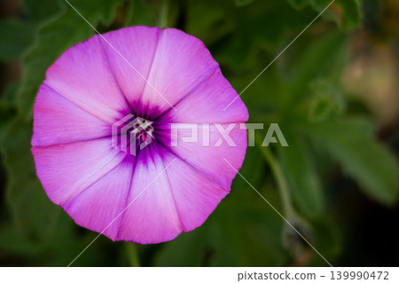 Close-up of a vibrant pink bindweed flower with a deep purple center Close-up of a vibrant pink bindweed flower with a deep purple center 139990472