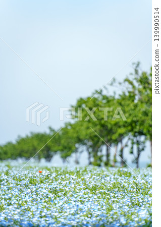 粉蝶盛開的海濱公園 139990514