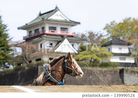 和久屋櫻花節東北挽馬大賽上的挽馬 和久屋櫻花節東北挽馬大賽上的挽馬 139990528