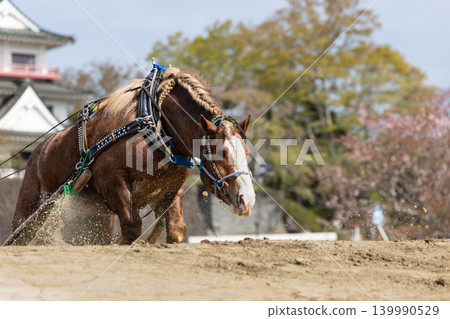 Wakuya Cherry Blossom Festival Tohoku Draft Horse Competition: Draft Horses Overcoming Obstacles 139990529