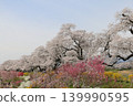 Colorful spring flowers complement the beauty of the thousand cherry blossoms at a glance. 139990595