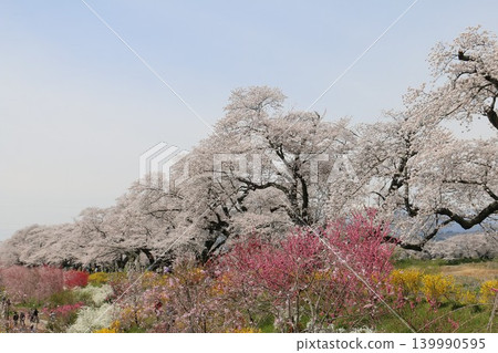五彩繽紛的春花與上千朵櫻花交相輝映，美不勝收。 139990595