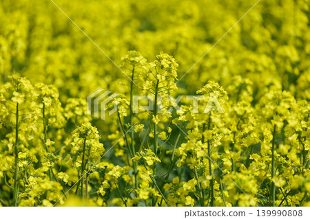 Rape field and blue sky Rape field and blue sky 139990808