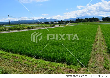水稻種植後三個月的稻田 水稻種植後三個月的稻田 139991737