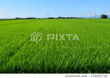 Paddy field 3 months after rice planting Paddy field 3 months after rice planting 139991738