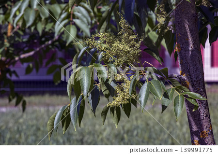 Chinese lacquer tree trunk surface photographed in spring light Chinese lacquer tree trunk surface photographed in spring light 139991775