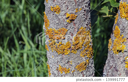 Textured bark of Toxicodendron vernicifluum in Nitra botanical garden Textured bark of Toxicodendron vernicifluum in Nitra botanical garden 139991777