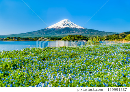 Mount Fuji in early summer - Nemophila blooming at Oishi Park in Lake Kawaguchi Mount Fuji in early summer - Nemophila blooming at Oishi Park in Lake Kawaguchi 139991887